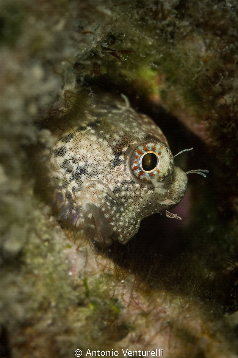 Micro life on the Andaman sea_Blenny fish_April 2024
(Ca... by Antonio Venturelli 