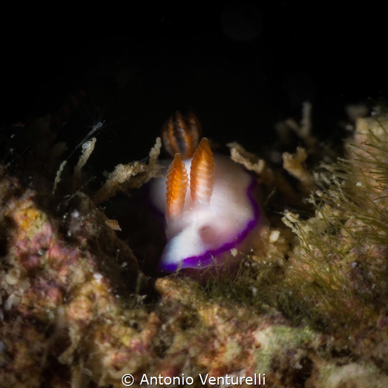 Thorunna daniellae nudibranch_Nha Trang_March 2024
(Cano... by Antonio Venturelli 