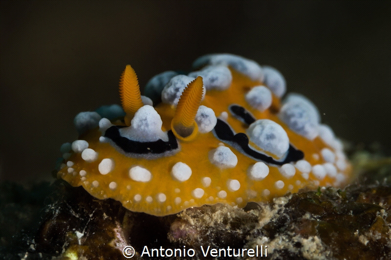 Phyllidia ocellata nudibranch_Nha Trang_March 2024
(Cano... by Antonio Venturelli 