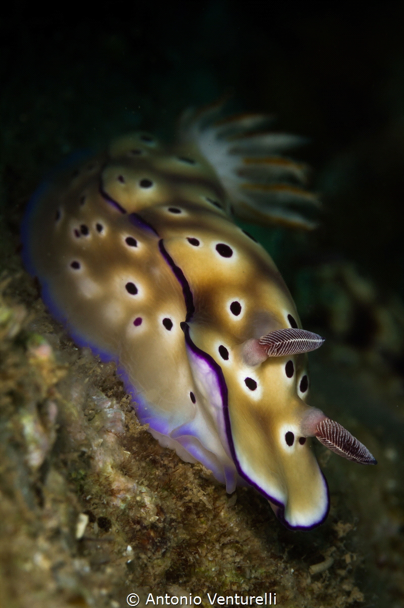 Hypselodoris Tryoni nudibranch_Feb 2024
(Canon100,1/200,... by Antonio Venturelli 