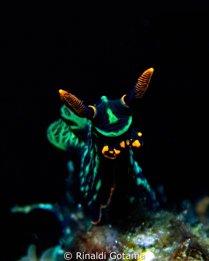 'Charging Bull' a Nembrotha seemingly moving head first t... by Rinaldi Gotama 