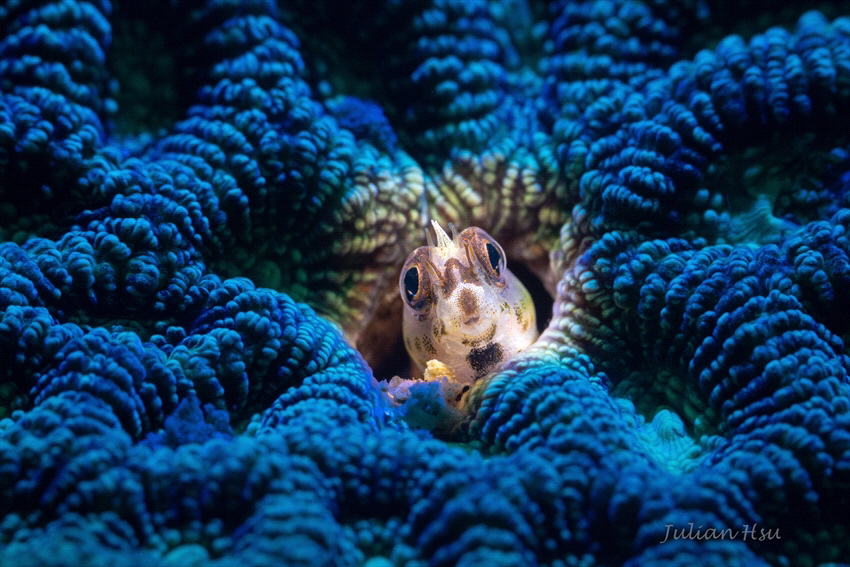 Blenny Fish by Julian Hsu 