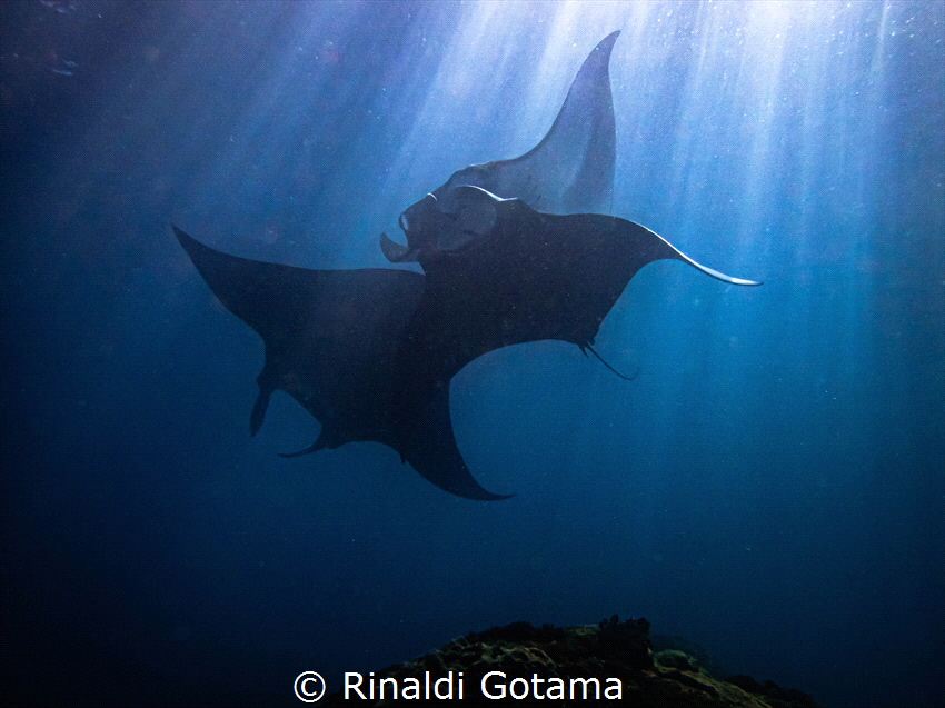 Reef mantas courting in a cleaning station by Rinaldi Gotama 