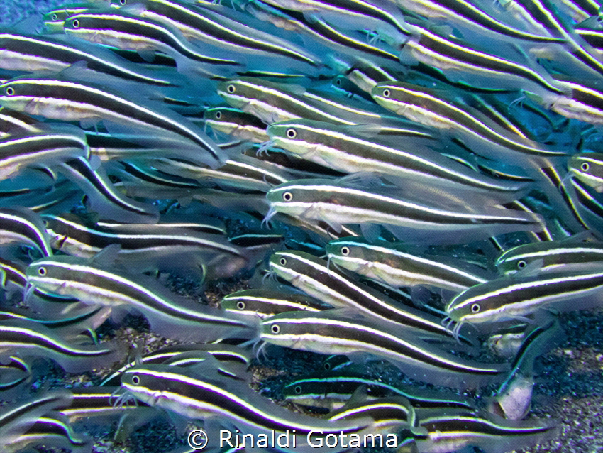 Schooling striped catfish by Rinaldi Gotama 