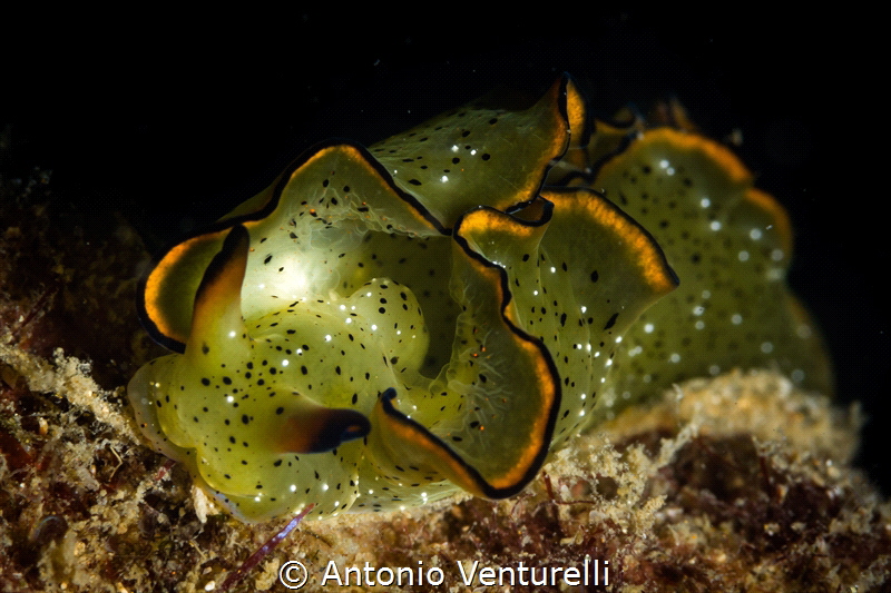 Green Elysia ornata nudibranch_ Dec 2023
(Canon100,1/200... by Antonio Venturelli 