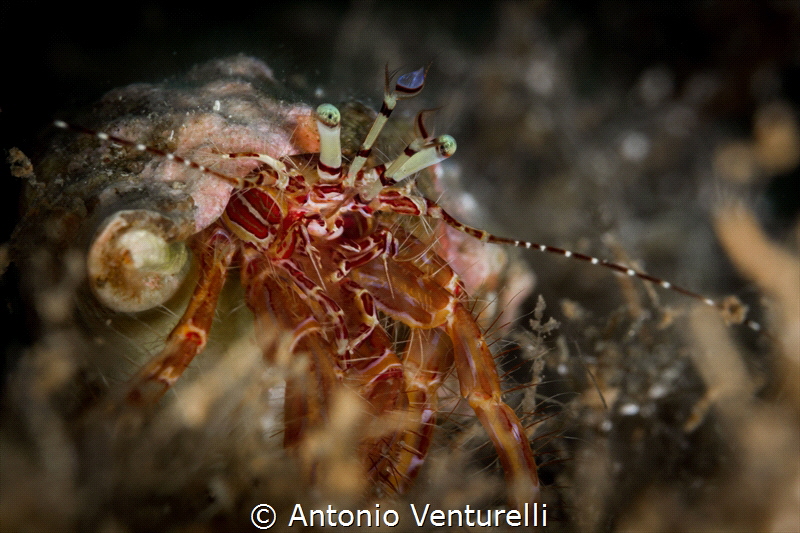 Mediterranean crab . This was quite large and didn't fit ... by Antonio Venturelli 