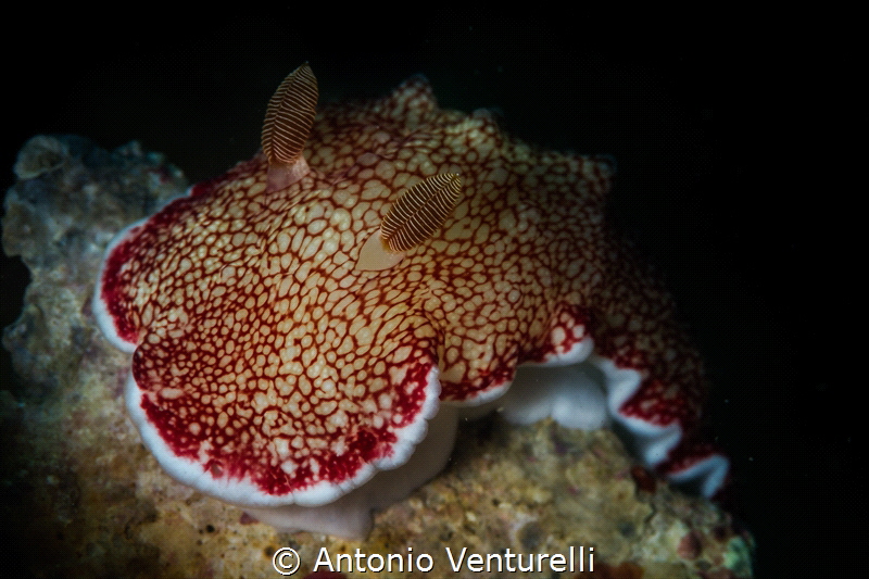 Reticulated nudibranch_March 2024
(Canon100,1/200,f11,is... by Antonio Venturelli 