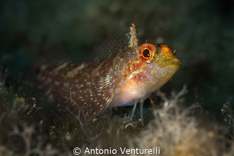 Peperoncino fish_2023
(Canon100,1/200,f11,iso100) by Antonio Venturelli 