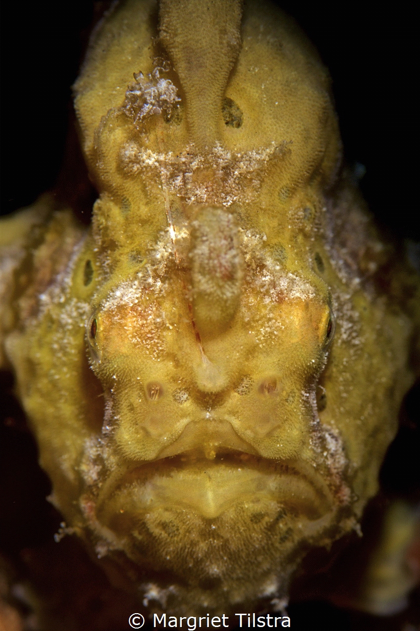 Portrait of a Frog fish
Nikon D750, Ikelite housing with... by Margriet Tilstra 