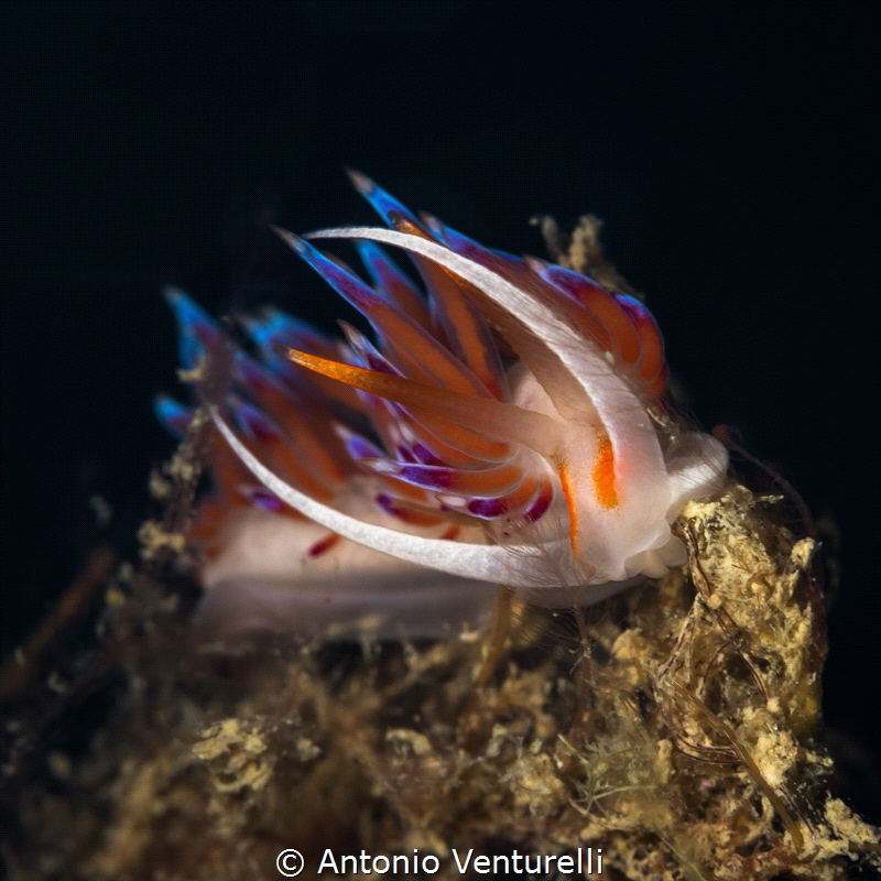 The colors of this Cratena nudibranch remind me that natu... by Antonio Venturelli 