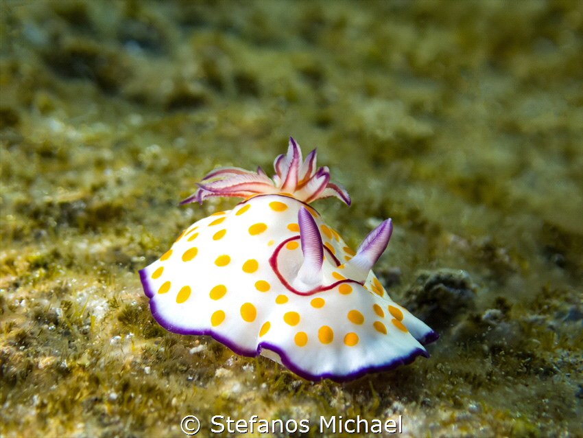 Dorid Nudibranch - Goniobranchus annulatus by Stefanos Michael 