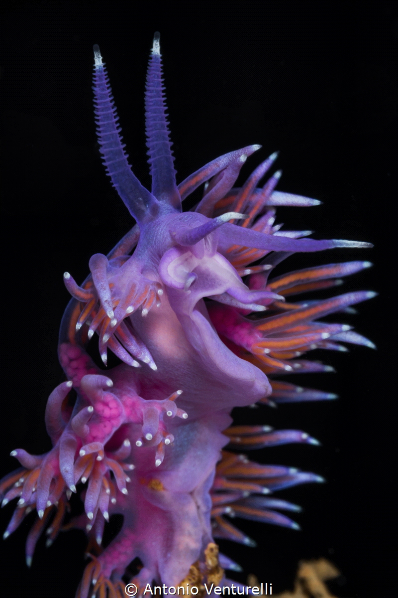 The roar of the Flabellina! _June 2024
(Canon100, 1/200,... by Antonio Venturelli 