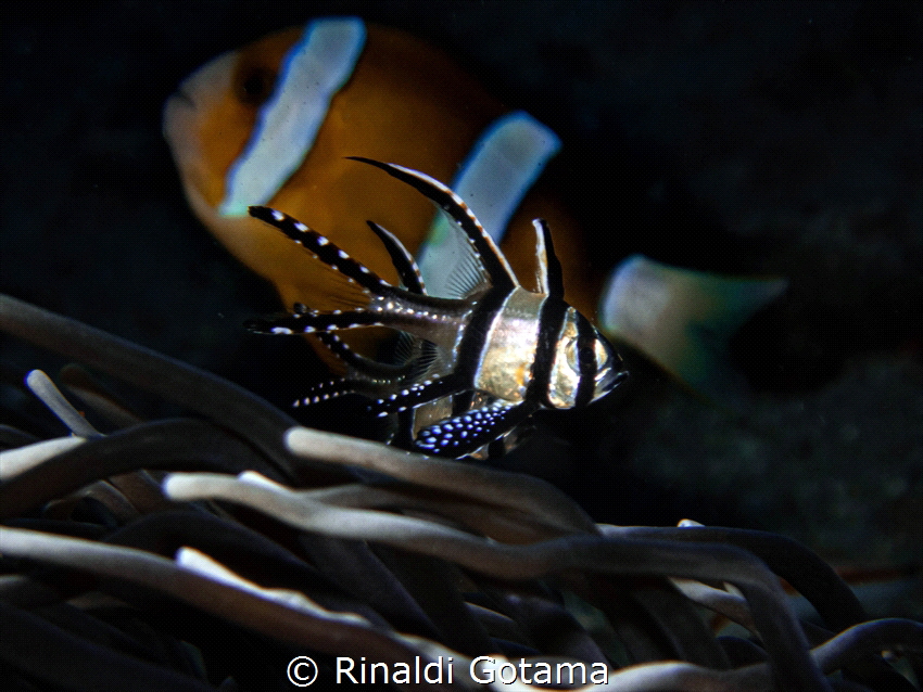 Banggai cardinalfish over a clownfish in the background by Rinaldi Gotama 