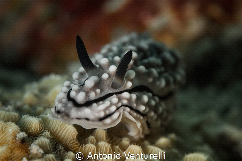 Phyllidiopsis krempfi nudibranch_April 2024
(Canon100, 1... by Antonio Venturelli 