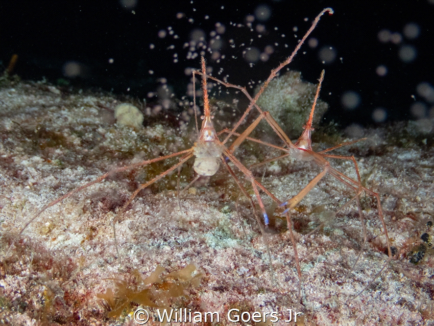 Arrow crab mating and releasing its eggs on night dive in... by William Goers Jr 