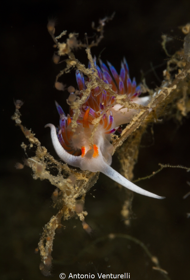 Cratena peregrina nudibranch_June 2024
(Canon100,1/200,f... by Antonio Venturelli 