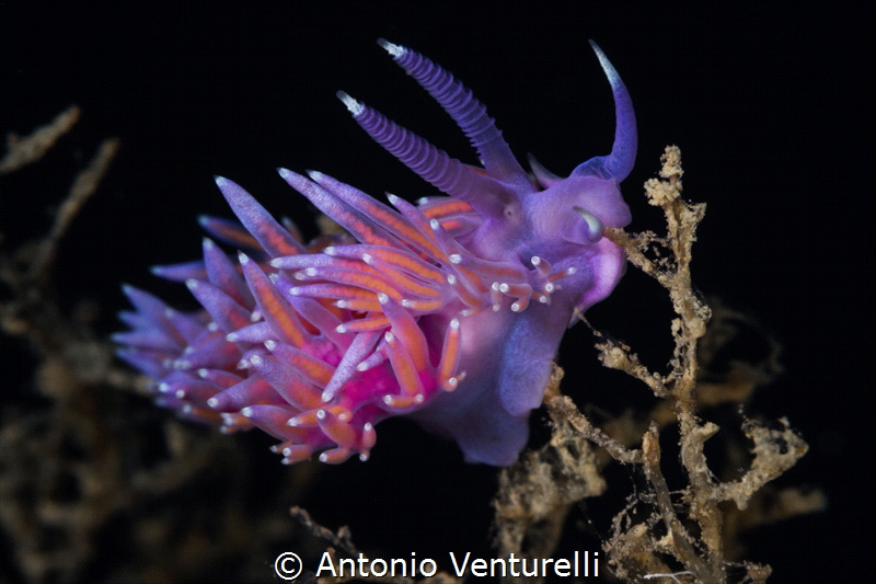 Flabellina affinis_June 2024
(Canon100,1/200,f18,iso100) by Antonio Venturelli 