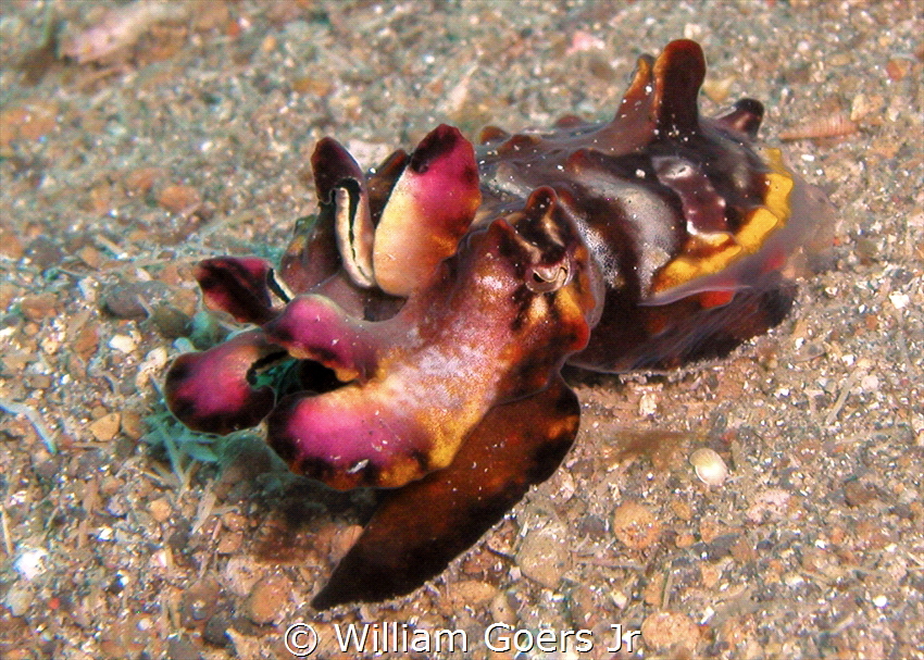 Flamboyant Cuttlefish by William Goers Jr 