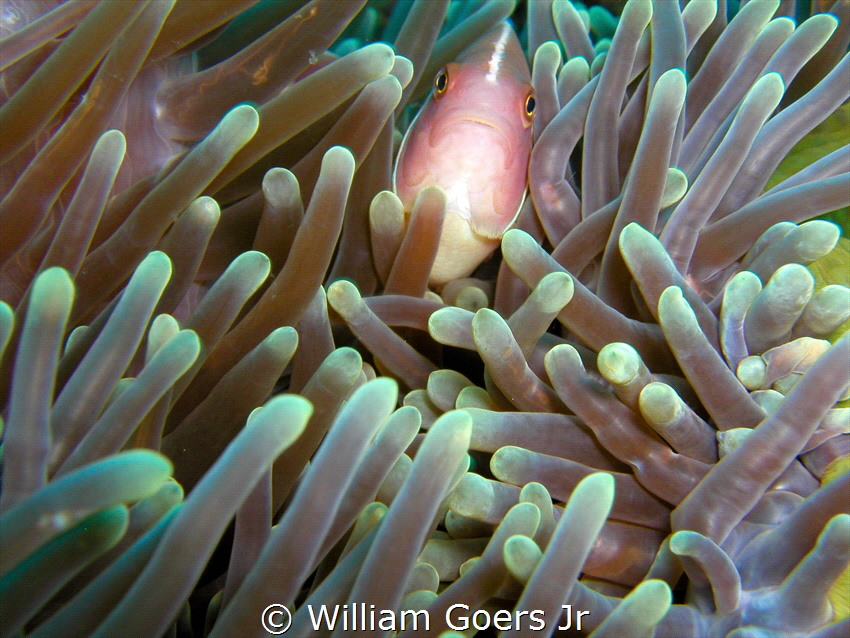 Pink Clownfish by William Goers Jr 