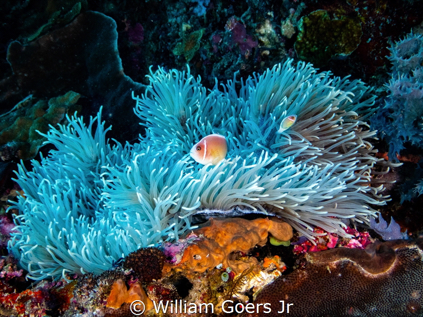 Blue Carpet Anemone by William Goers Jr 