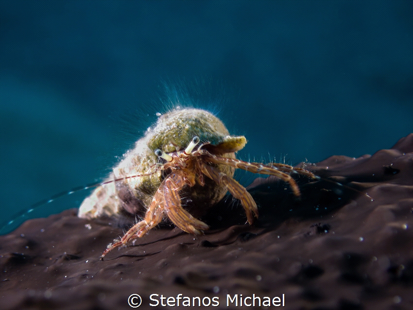 Rocky Shore Hermit Crab - Pagurus anachoretus by Stefanos Michael 