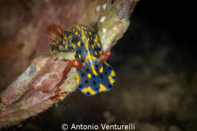 Hypselodors infucata nudibranch_March 2024
(Canon100, 1/... by Antonio Venturelli 