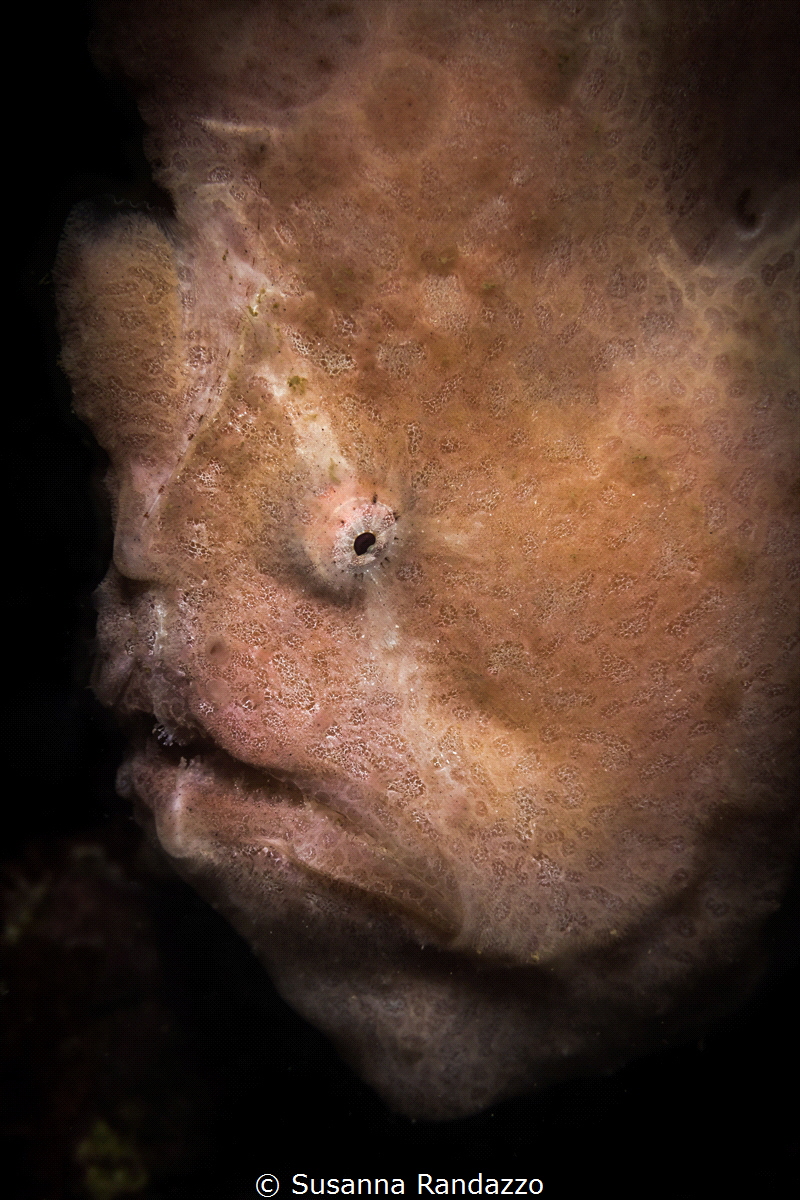 Giant frog fish _Nha Trang_March 2024
(Canon60,1/200,f13... by Susanna Randazzo 