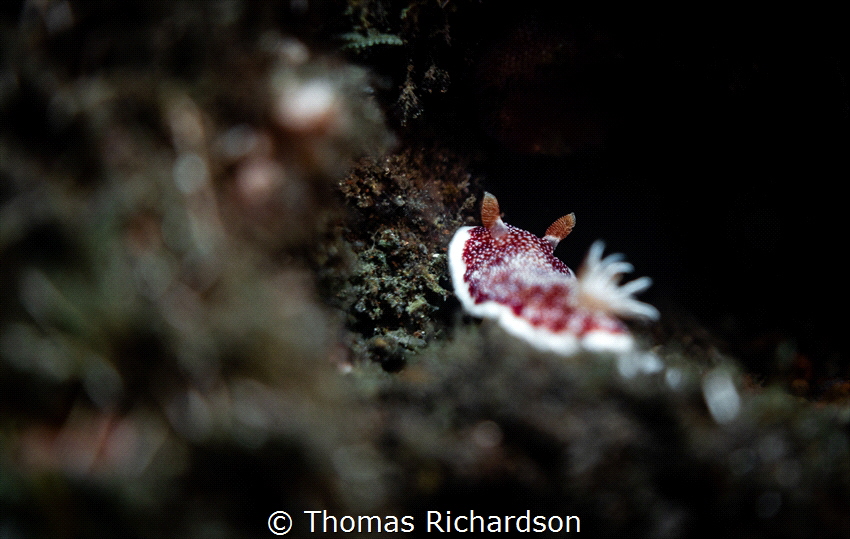 Goniobranchus Reticulatus on the move! by Thomas Richardson 