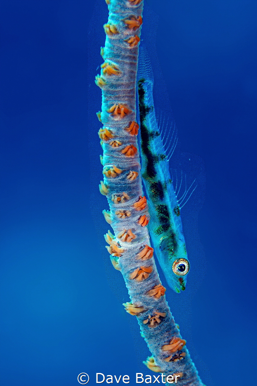 coral goby by Dave Baxter 