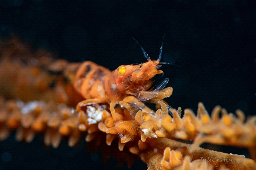 Gorgonian Shrimp by Julian Hsu 