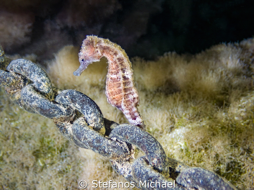 Sea Pony - Hippocampus fuscus by Stefanos Michael 