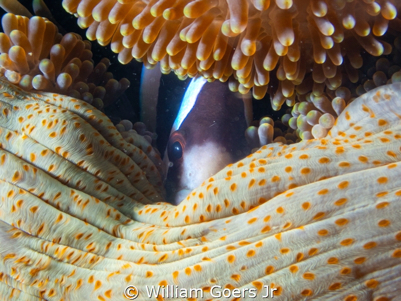 Clownfish in a tight anemone coat by William Goers Jr 