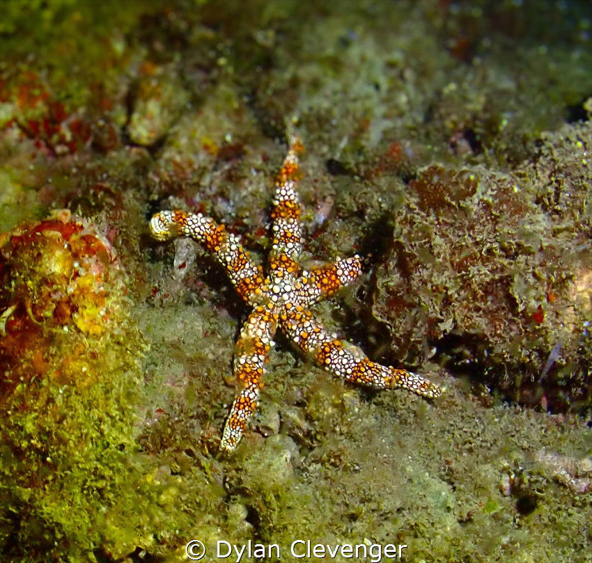 Vibrant Starfish found on a night dive. by Dylan Clevenger 