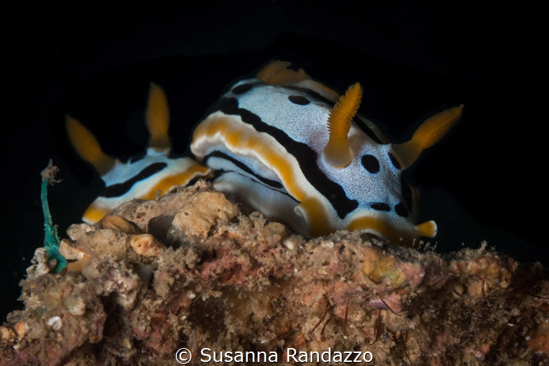 Chromodoris quadricolor_March 2024
(Canon60, 1/200, f16,... by Susanna Randazzo 