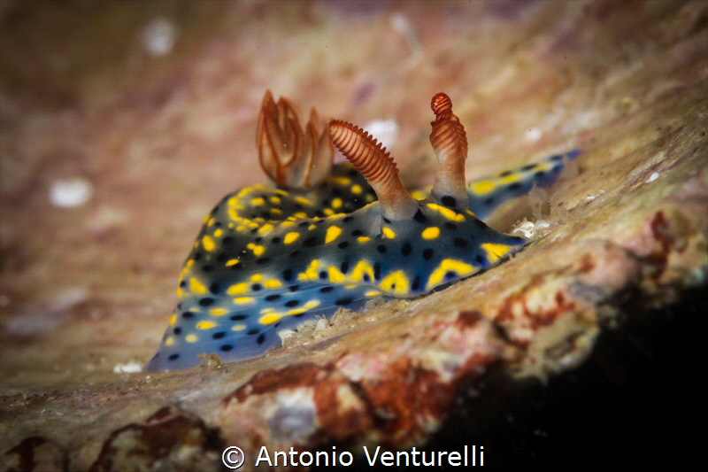 Hypselodoris infucata nudibranch -Nha Trang_ March 2024
... by Antonio Venturelli 