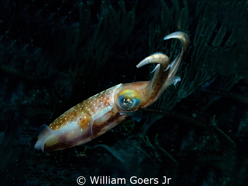 Caribbean Squid taking an interest in underwater photography by William Goers Jr 