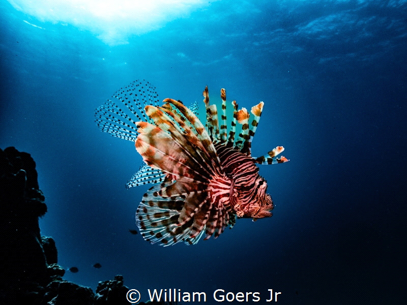 Lionfish in the water column by William Goers Jr 