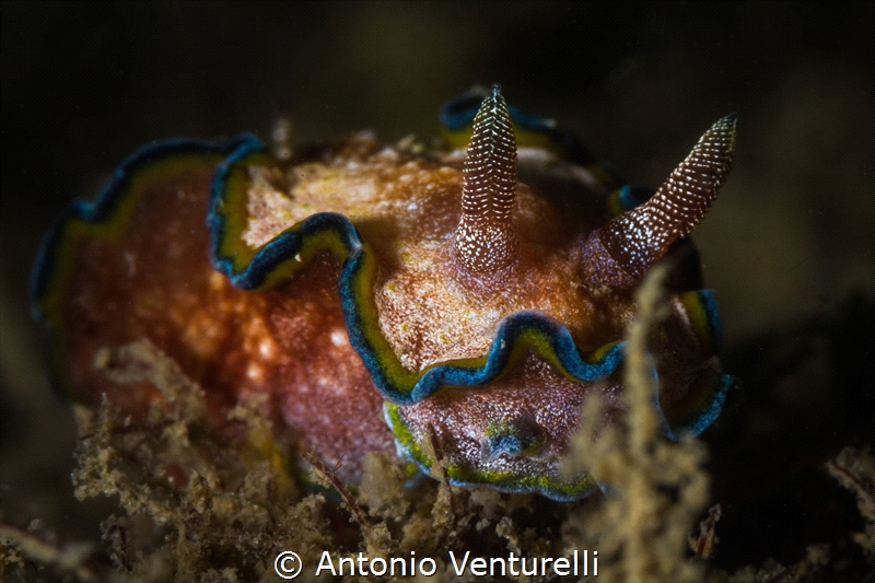 Glossodoris cincta nudibranch_Nha Trang_Jan2024
(Canon10... by Antonio Venturelli 