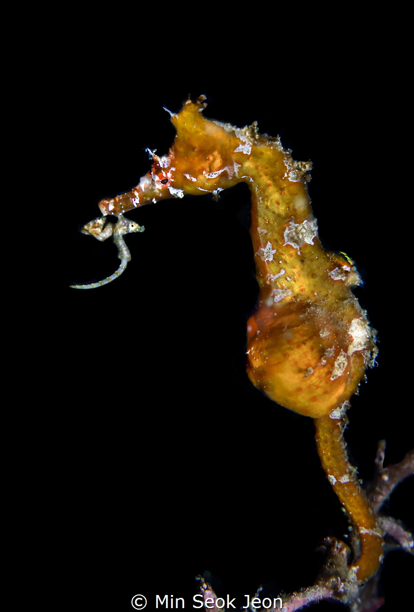 Seahorse and his babies by Min Seok Jeon 