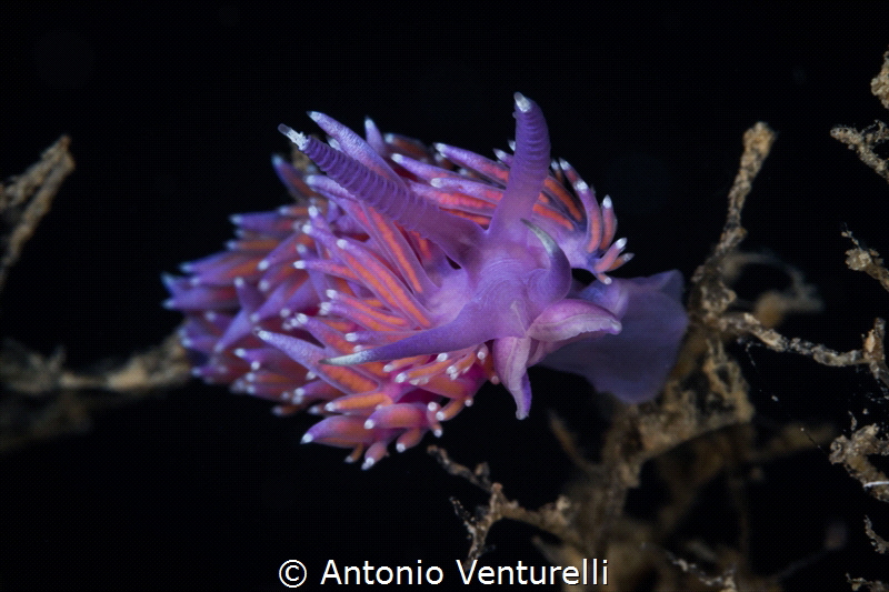 The Ischian flabellina is a close cousin of the lilac one... by Antonio Venturelli 