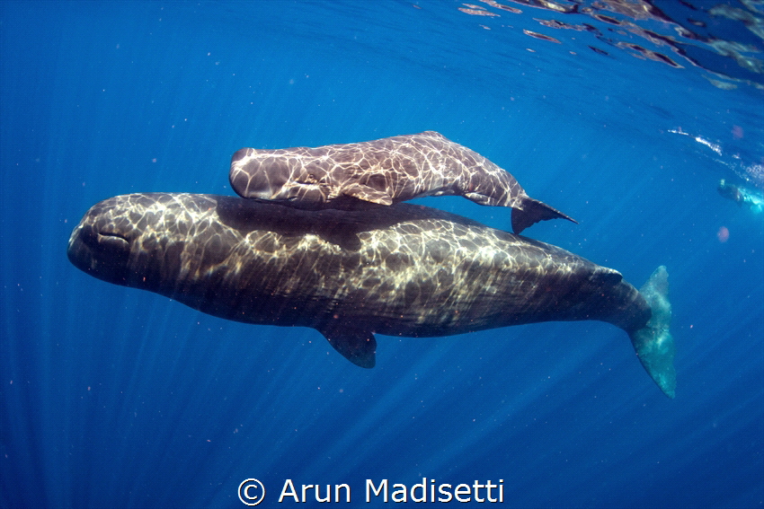 Adult and escort. Calves are looked after by members of t... by Arun Madisetti 