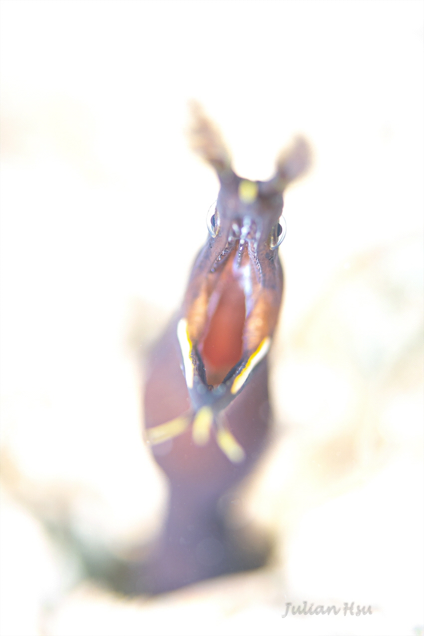 Juvenile Ribbon Eel by Julian Hsu 