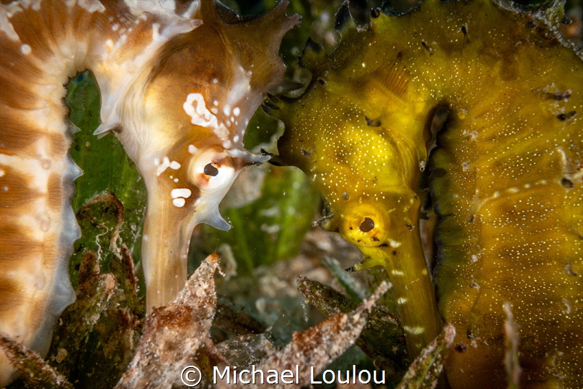 Two seahorses facing each other by Michael Loulou 