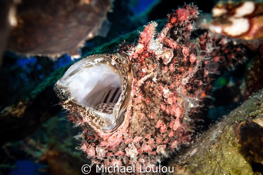 Beautiful frogfish opening mouth at the Satil Wreck, Eila... by Michael Loulou 