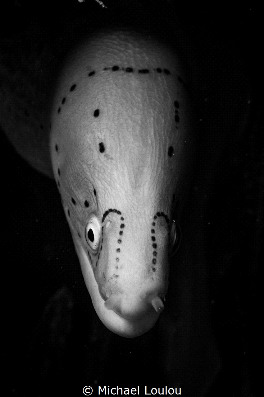 black and white shot of a Grey moray, Eilat, Israel by Michael Loulou 