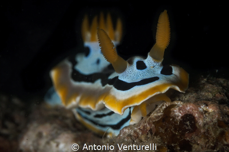 Chromodoris quadricolor nudibranch_March 2024
(Canon100,... by Antonio Venturelli 