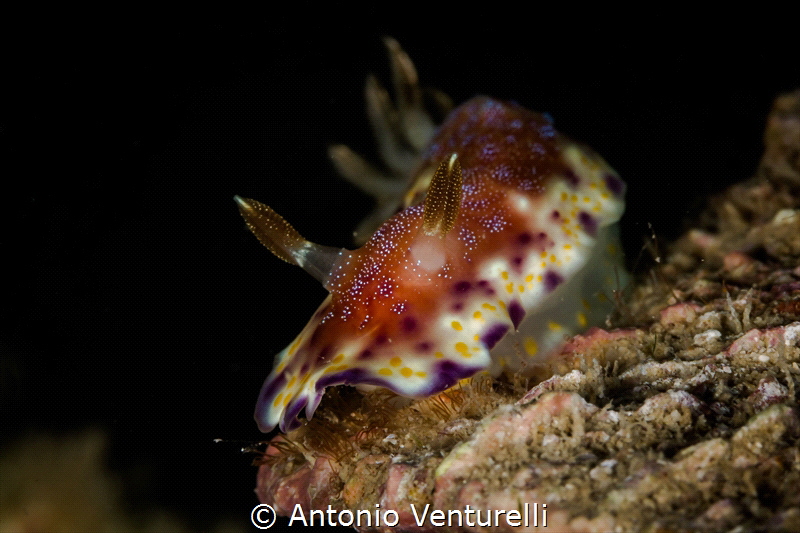 Goniobranchus collingwoodi_February 2024
(Canon100,1/200... by Antonio Venturelli 