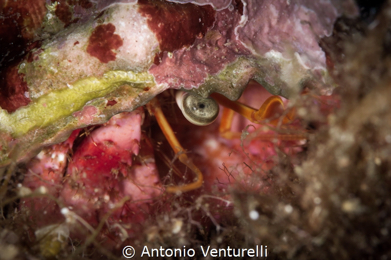 Watchful eye that of the Mediterranean Hermit Crab, alway... by Antonio Venturelli 