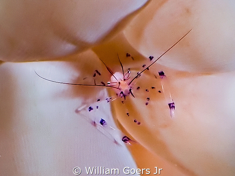 Pedersen shrimp with piercing metallic eyes comfortably r... by William Goers Jr 