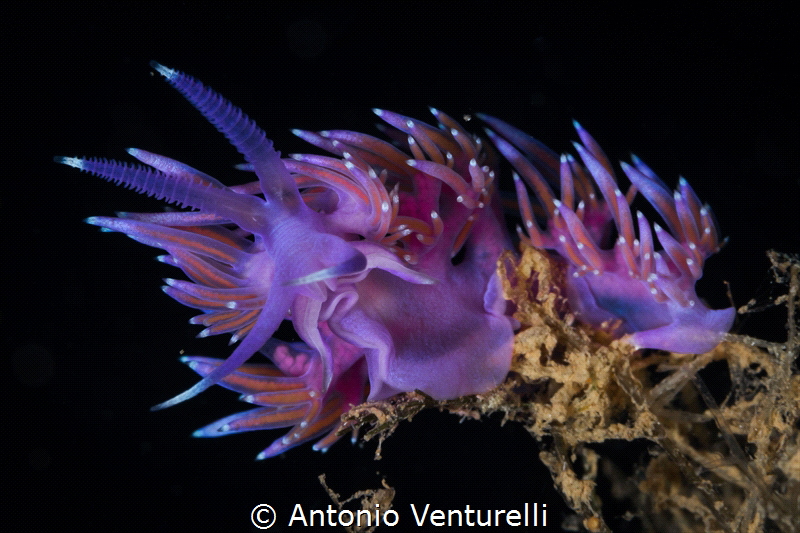 Flabellina has a specialized diet based on hydroid polyps... by Antonio Venturelli 